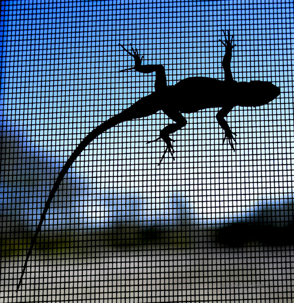 64a37-lizzard-04-lr-1150695