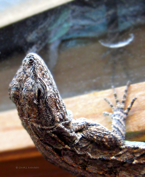 91b03-lizzybelly-01-lr-5048-1