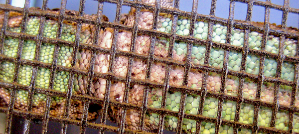 a2f08-lizzybelly-02-lr-5063