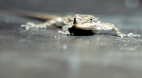 c8970-lizzard-02-lr-1150667