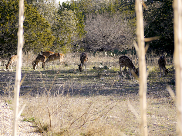 eac90-axis-group-lr-1150754