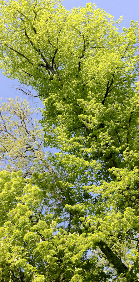 9f8de-jardinpublic-05-0879