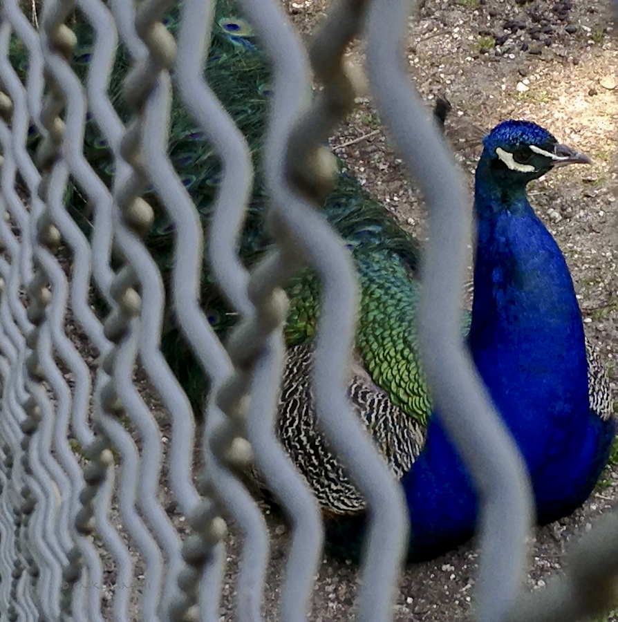 ca131-jardinpublic-07-0902