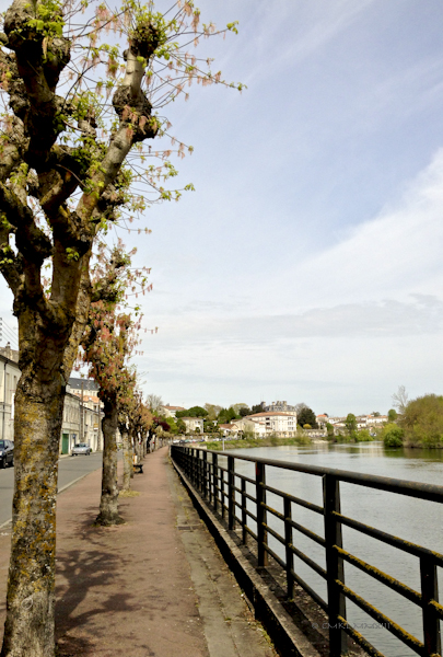 f2ea2-saintes-treeflowers-01-0614