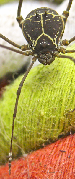 4ca56-zalmoxy-04-5345