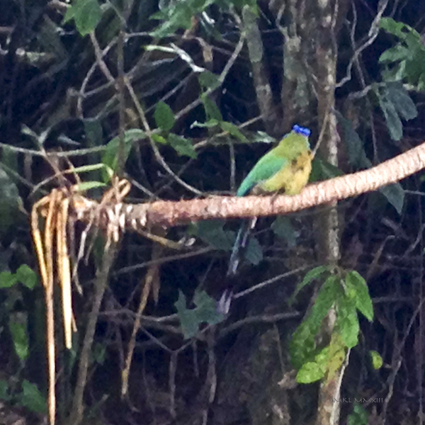 506e0-motmot-05-1880