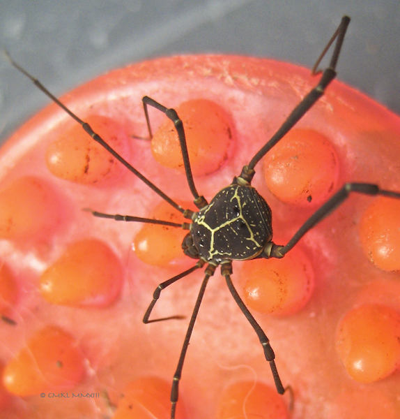 9e7ee-zalmoxy-02-5350