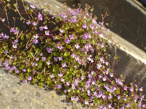 feffe-flowersteps-0820