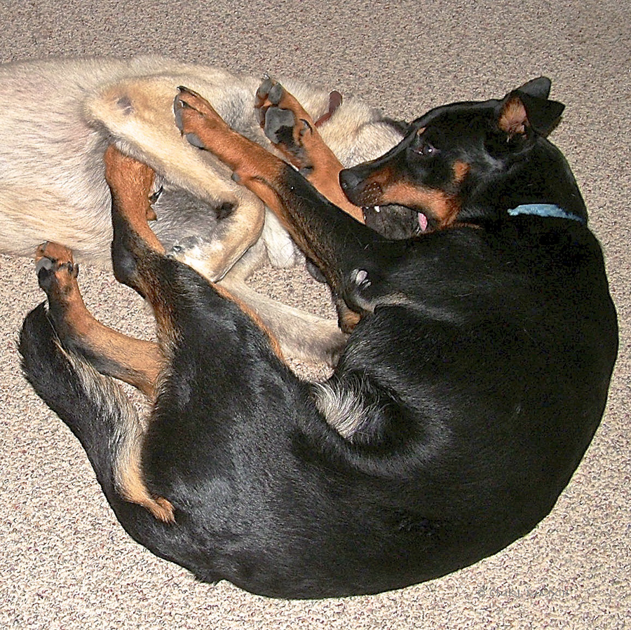 1a0c0-vo-2005-03-029