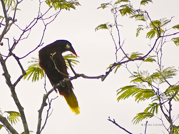 2f473-montezuma-02-1150975