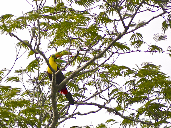 6475e-toucan-05-1160208