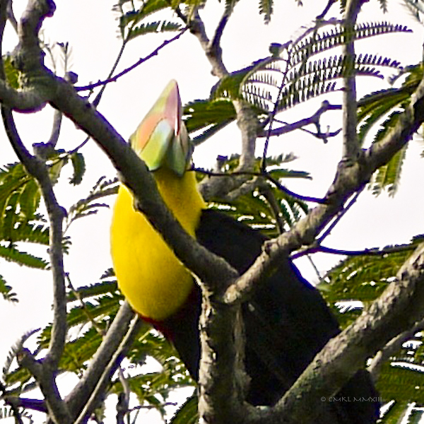 654ab-toucan-03-1160175