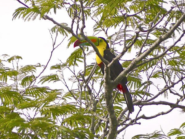 da1ac-toucan-02-1160173