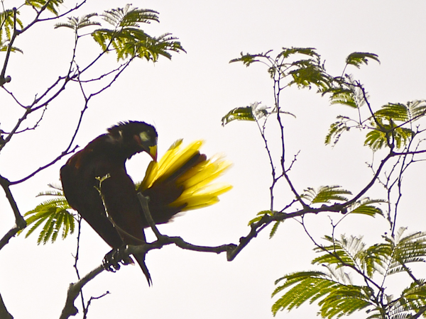 dcb57-montezuma-06-1160056