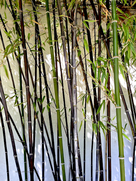 2919d-garden-14-2793