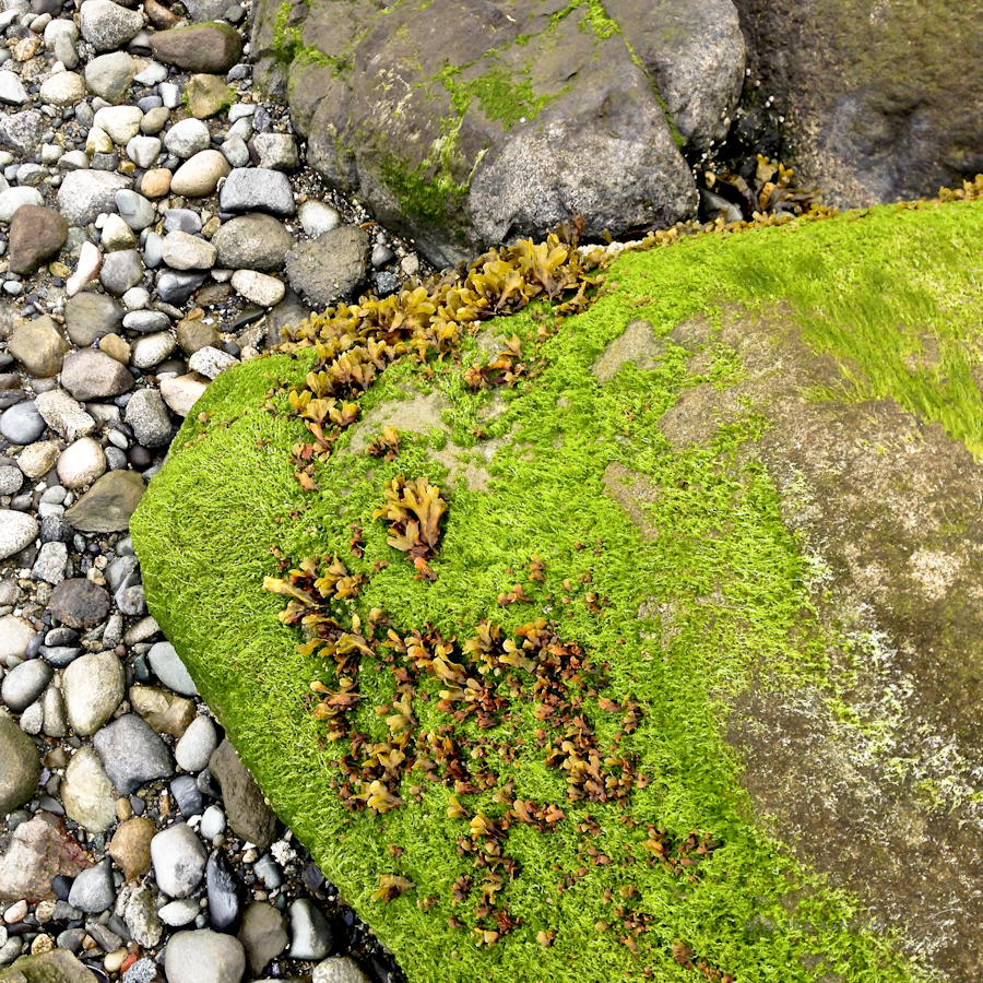 3710d-smallgreenrock-2229