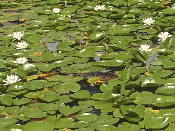 5fba5-garden-09-2767