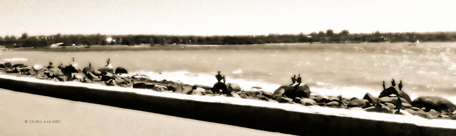 c9951-smallsepiabalancedbirds-2218