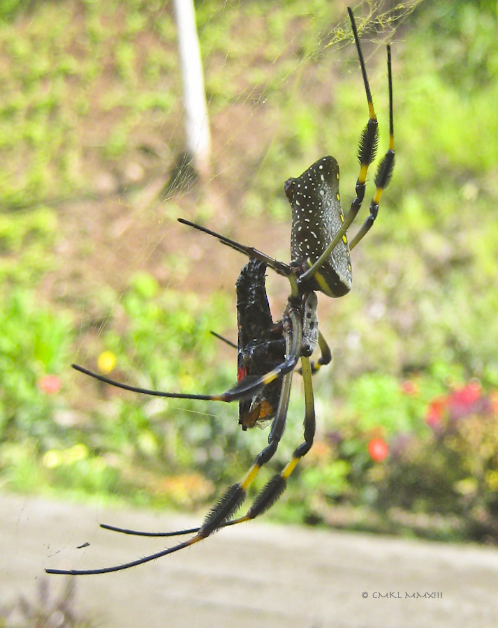 61a94-goldenorb-20-5726