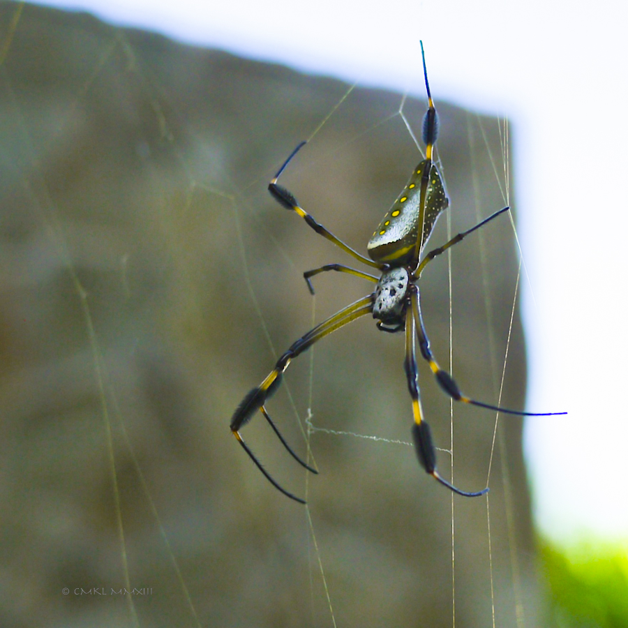 6675f-goldenorb-01-1170425