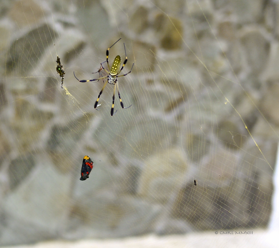 6ba1a-goldenorb-04-1170433