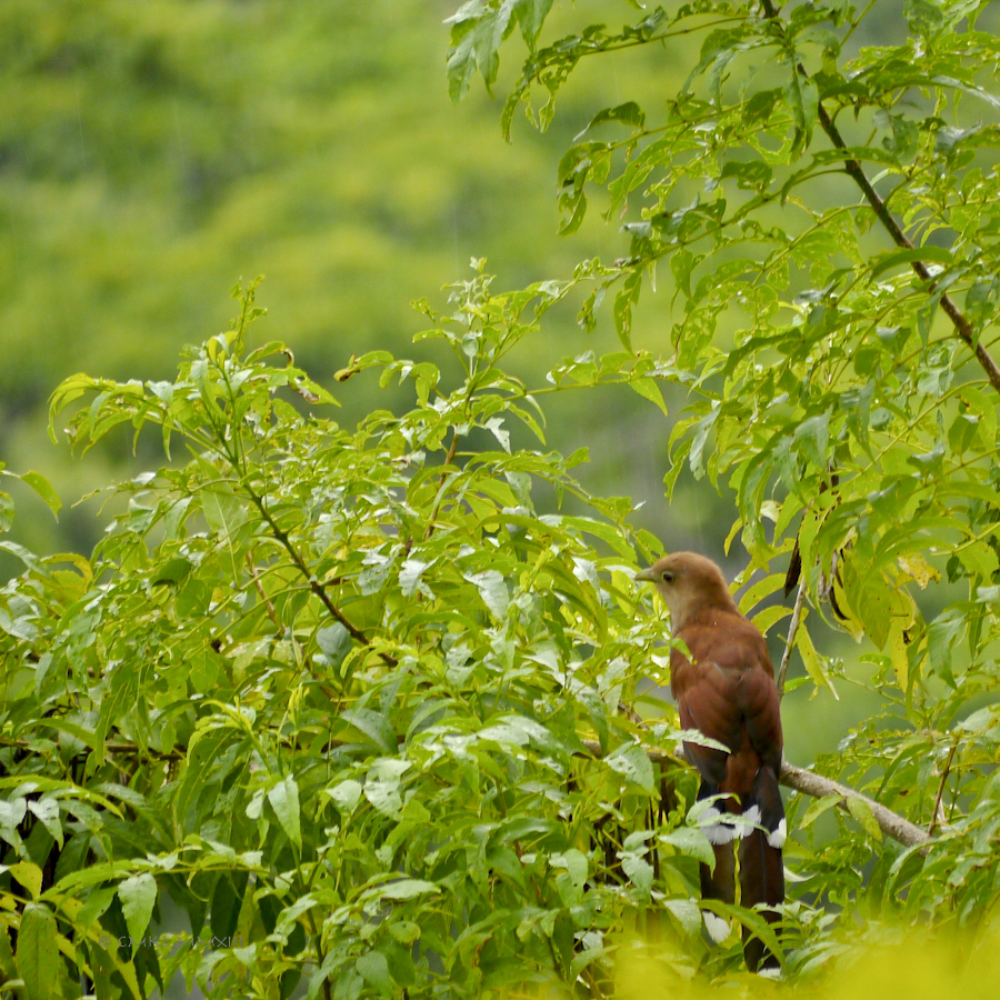 78dc6-birding-07-1170642