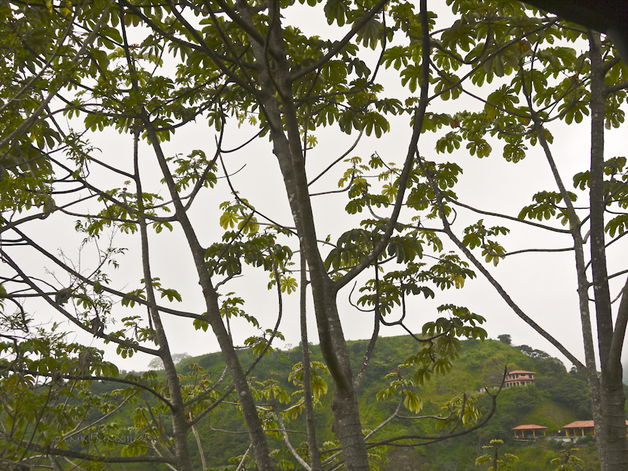 7c106-birding-01-1170631