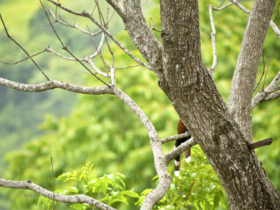 b95c2-birding-03-1170638