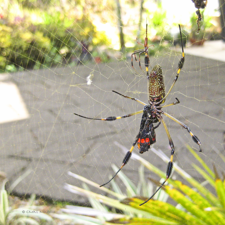 dd15a-goldenorb-19-5722