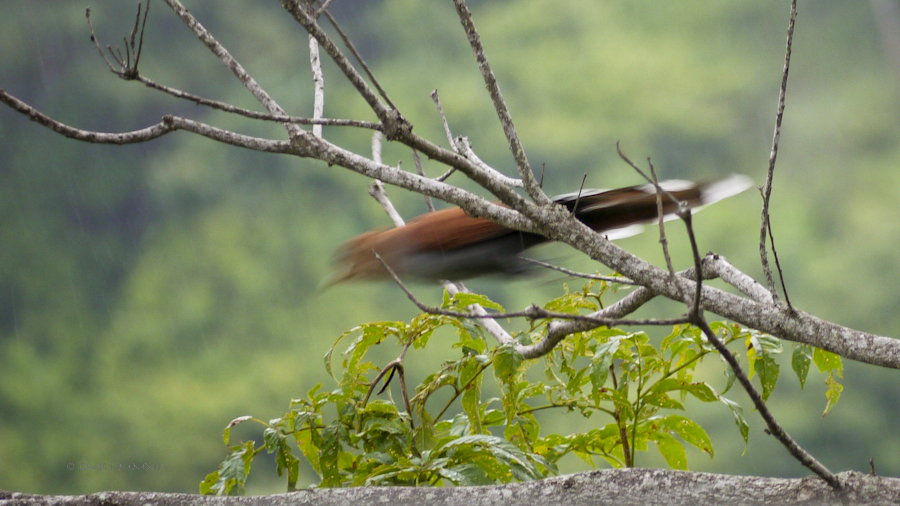 e1598-birding-06-1170641