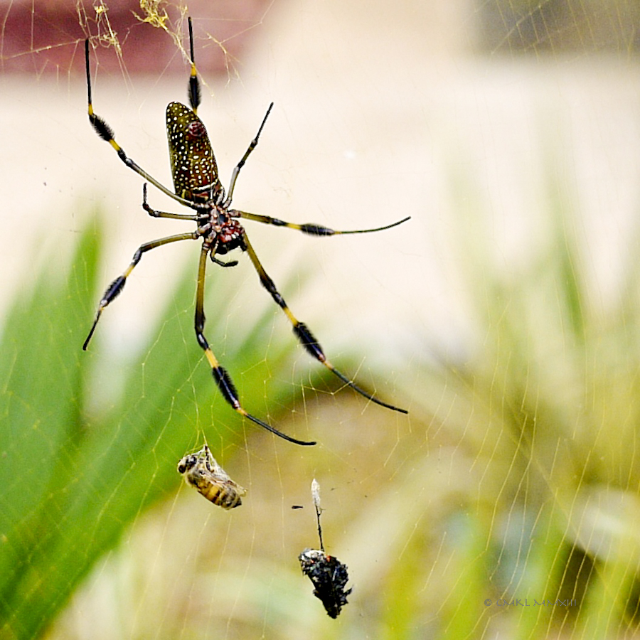 f0467-goldenorb-16-1170560