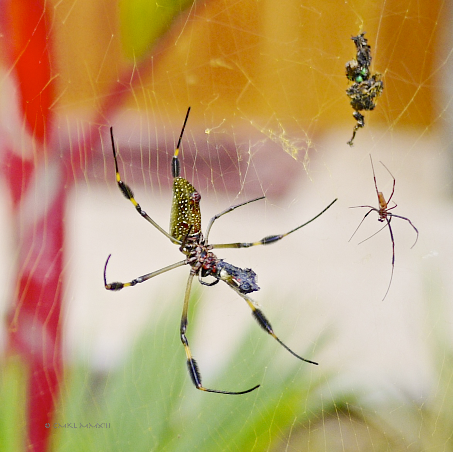 f28de-goldenorb-13-1170528