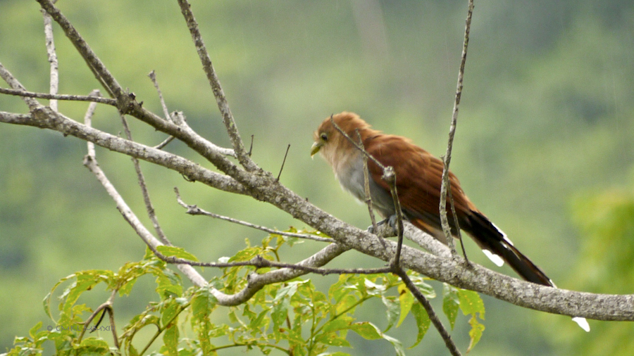 f76cb-birding-04-1170639