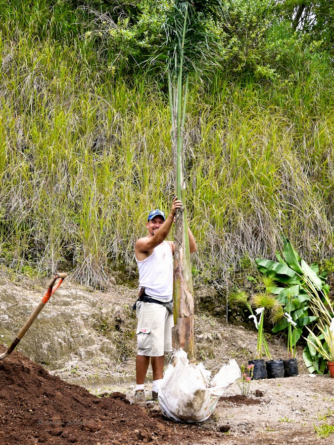 11ad9-planting-07-1190318