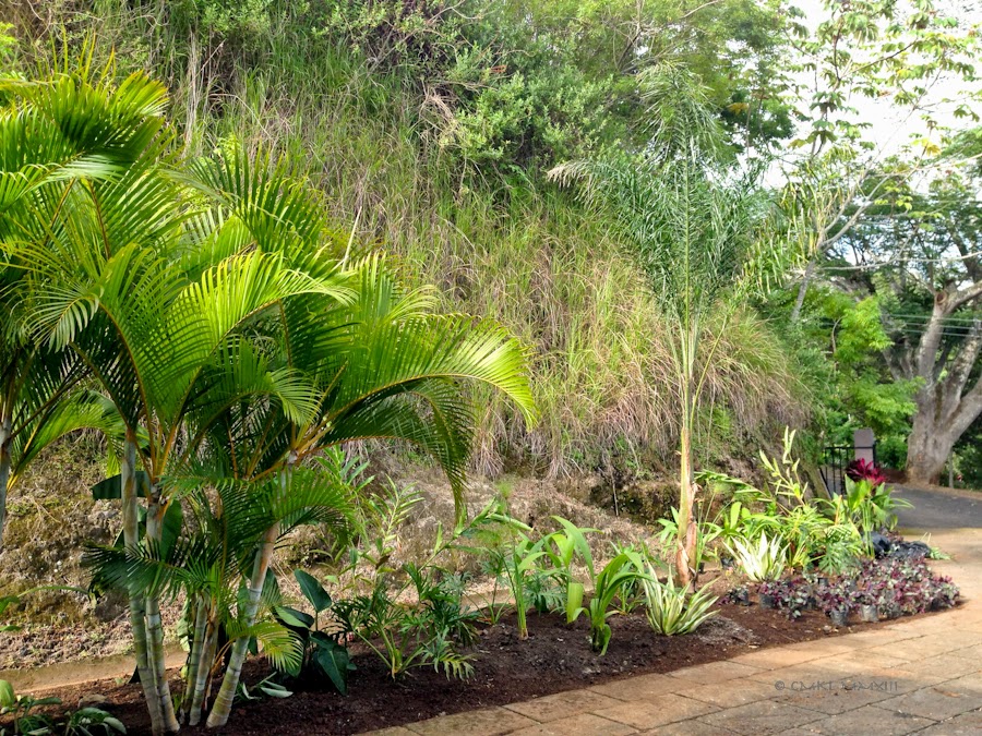 1da50-planting-08-3837