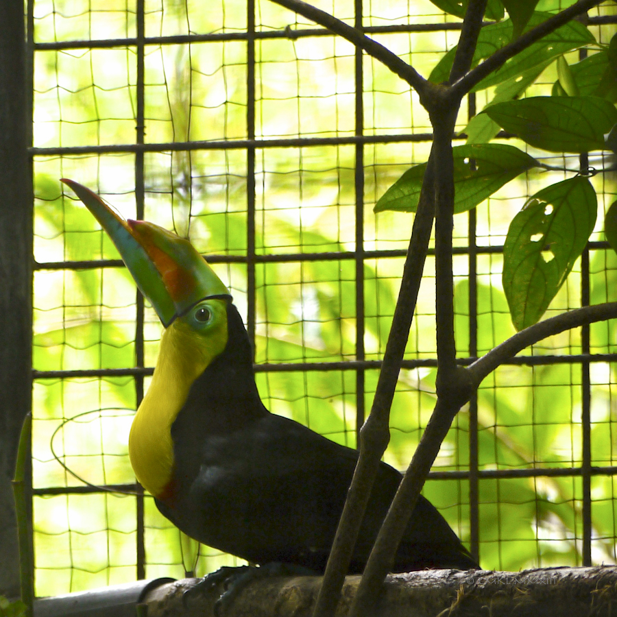 34fc9-zoo-ave-17-1180781