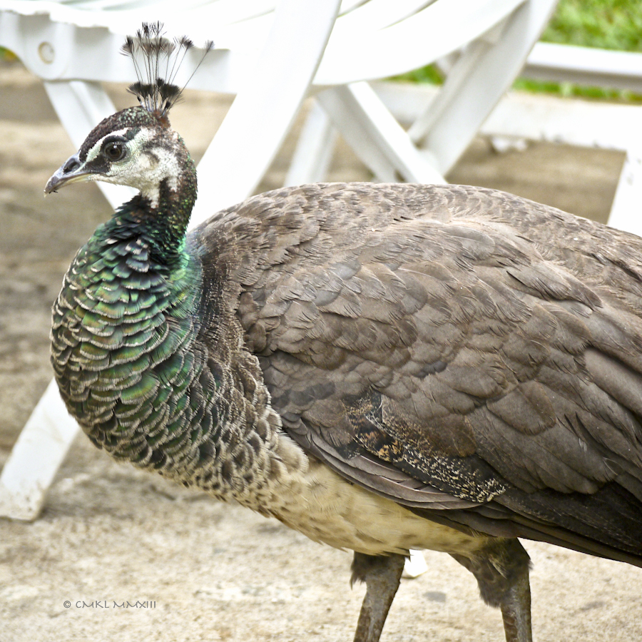 3901d-zoo-ave50-1190164