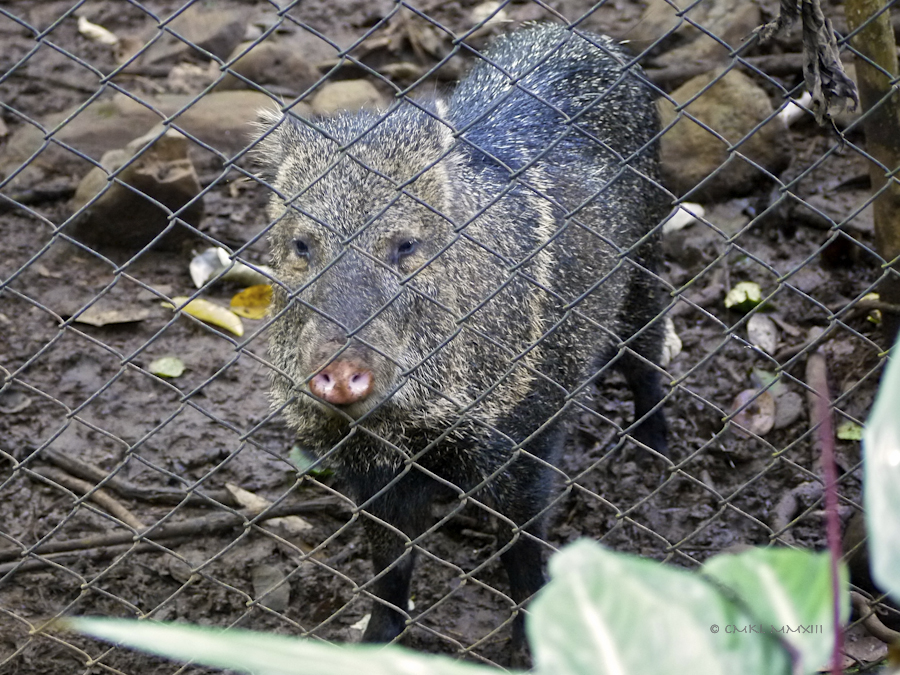 52858-zoo-ave-28-1180905