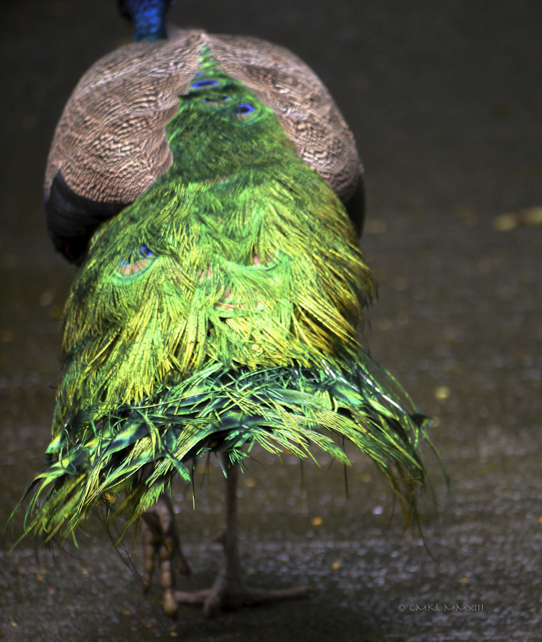 66175-zoo-ave-11-1180751