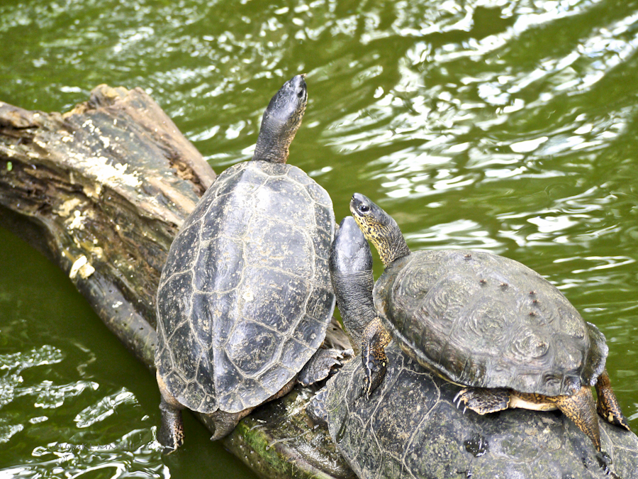 76d6e-zoo-ave-12-1180758