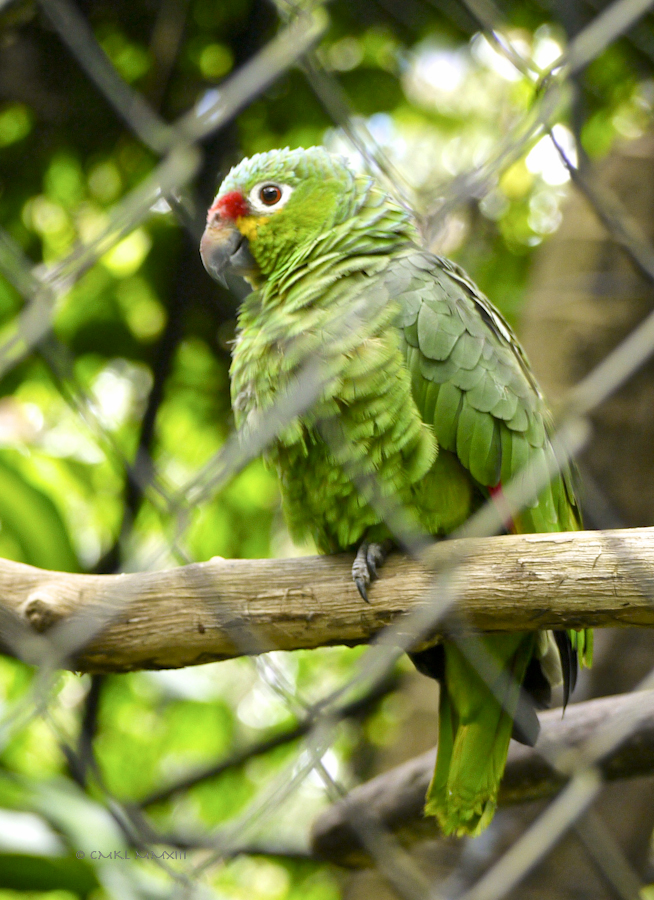 a4b60-zoo-ave-10-1180746