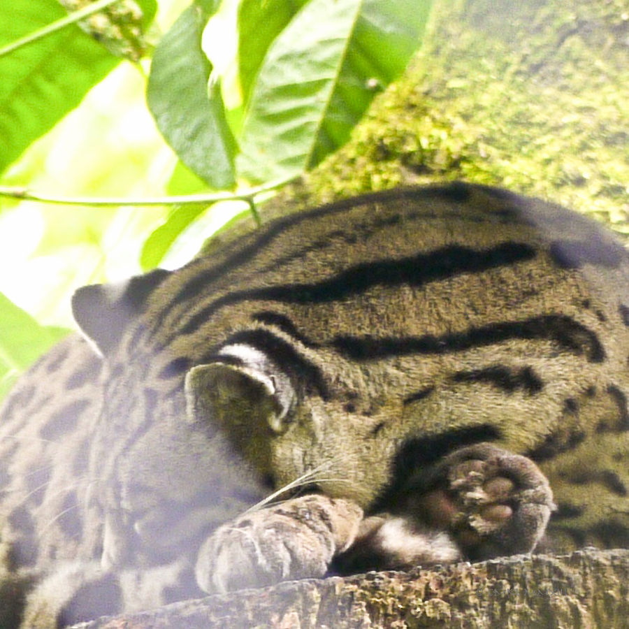 a7422-zoo-ave40-1190077