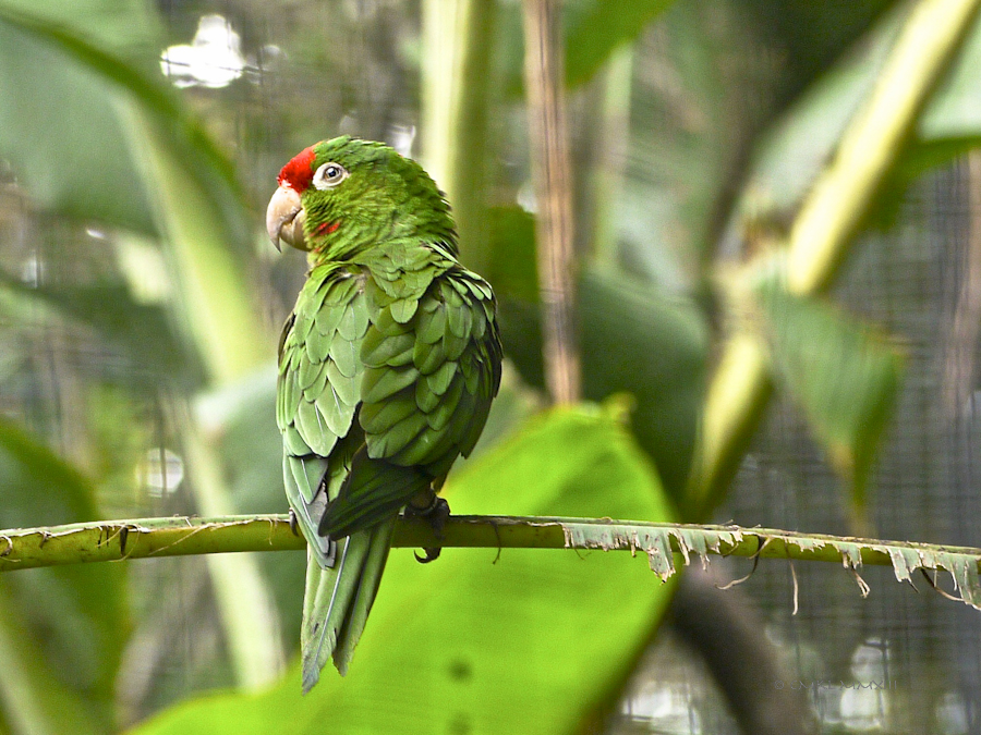 a8493-zoo-ave43-1190097