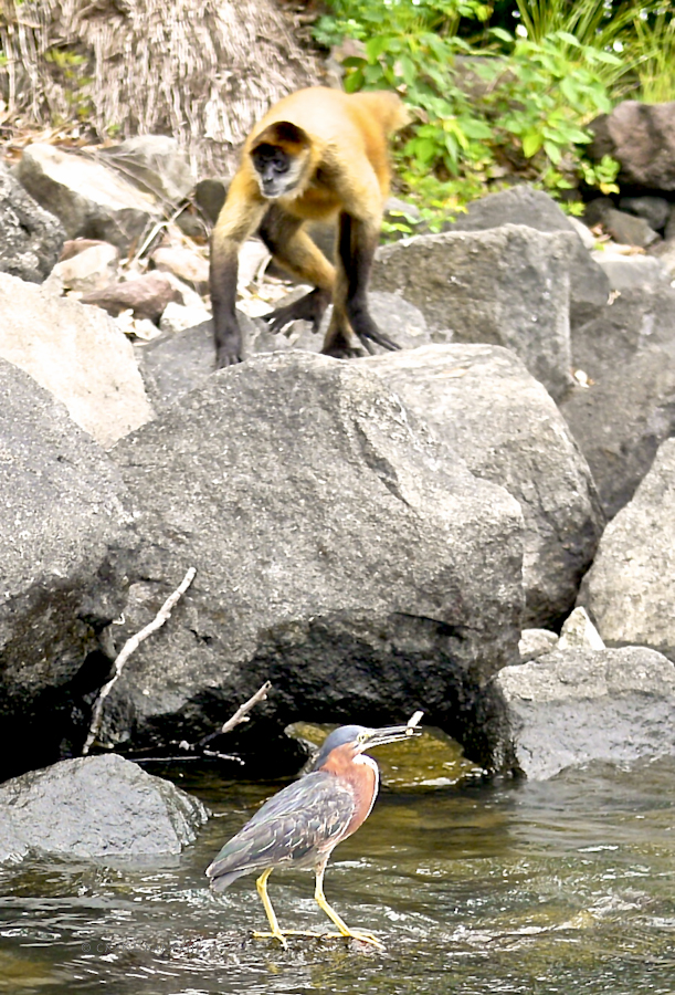 b0709-lakenica-06-1180233