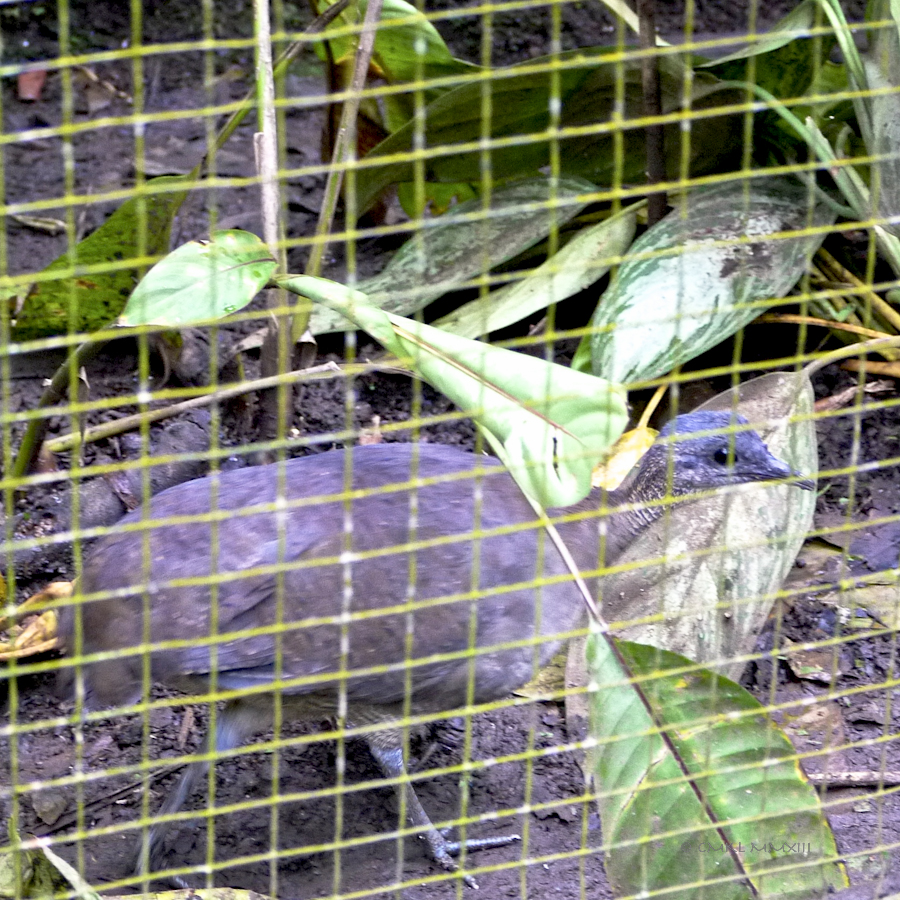 bf7a2-zoo-ave33-1180939