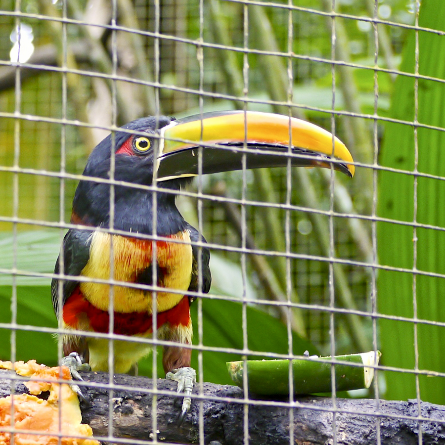 c5352-zoo-ave36-1190021