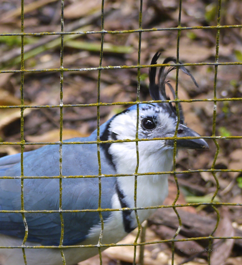 d1a1d-zoo-ave38-1190065