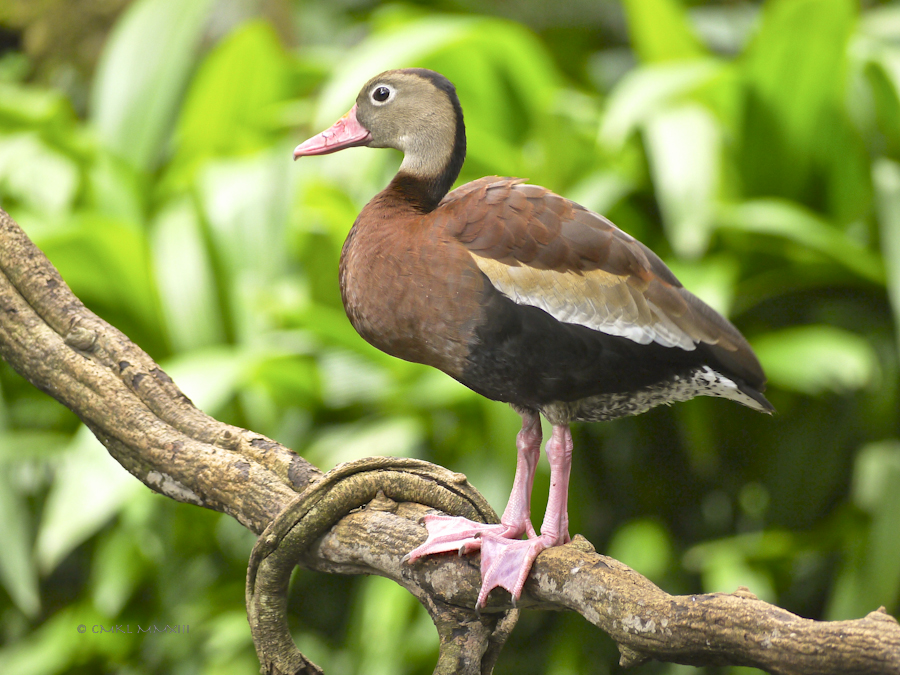 eb482-zoo-ave-15-1180772