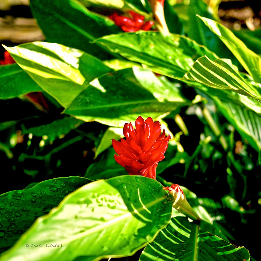 11abb-garden-finished-06-1200079