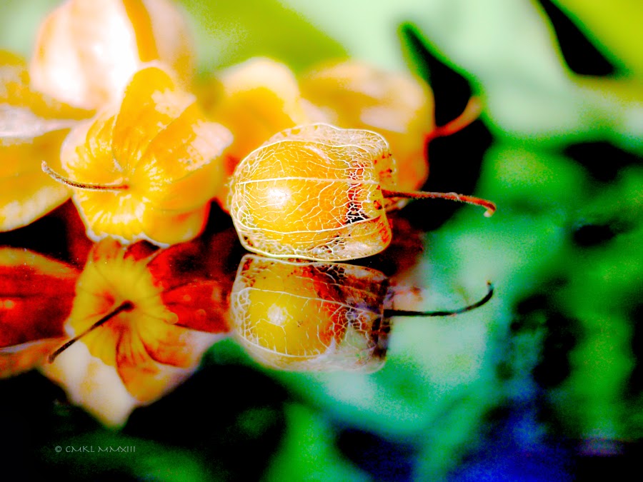 2f611-uchuva-06-1190475